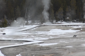 wolves in Yellowstone near Old Faithfull