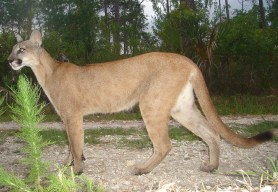 Florida panther