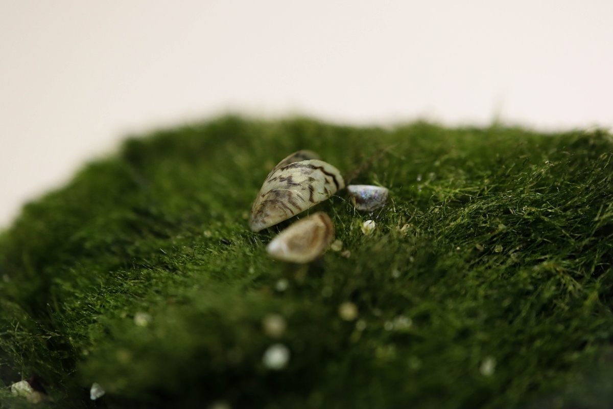 Zebra mussels