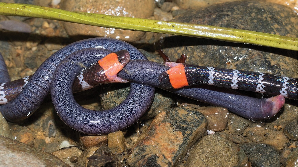 coral snakes