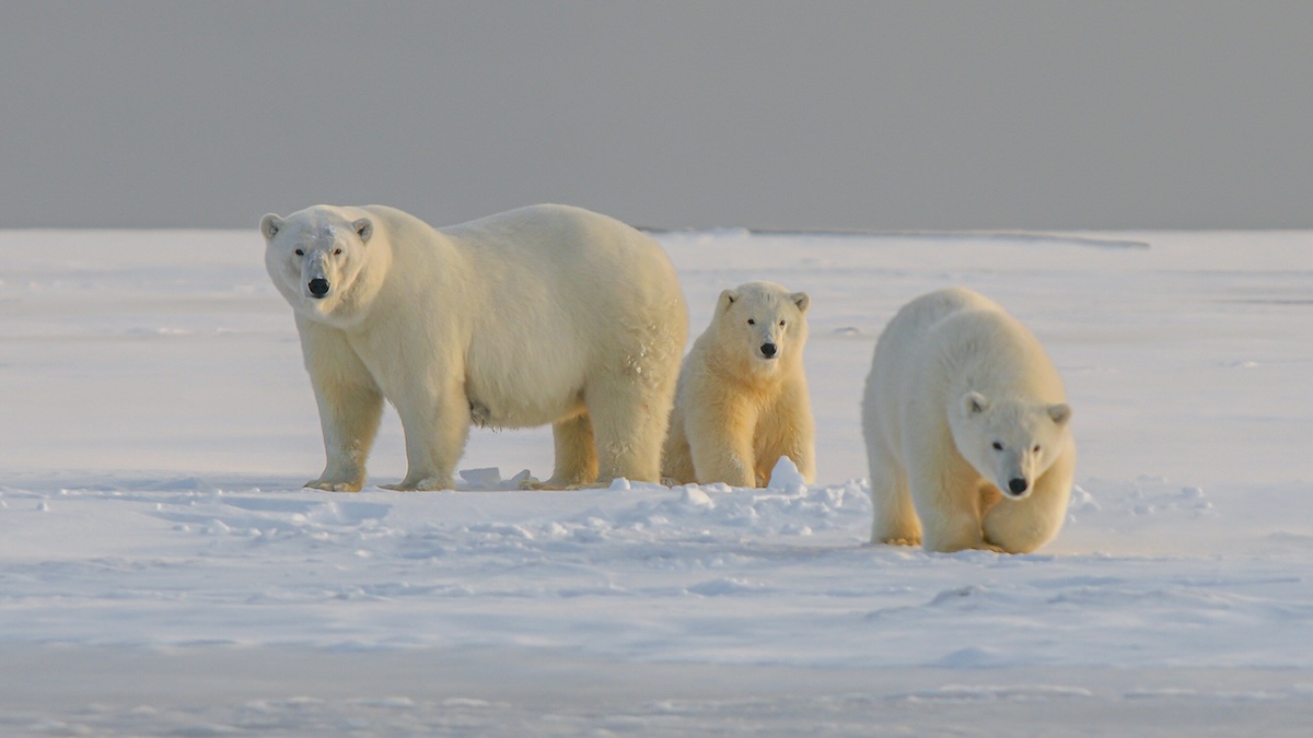 polar bears