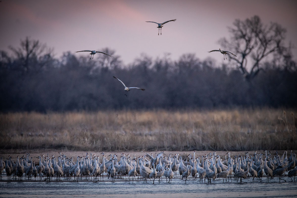 sandhill-cranes-are-descending-on-nebraska