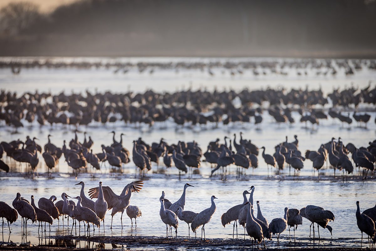 sandhill-cranes-are-descending-on-nebraska