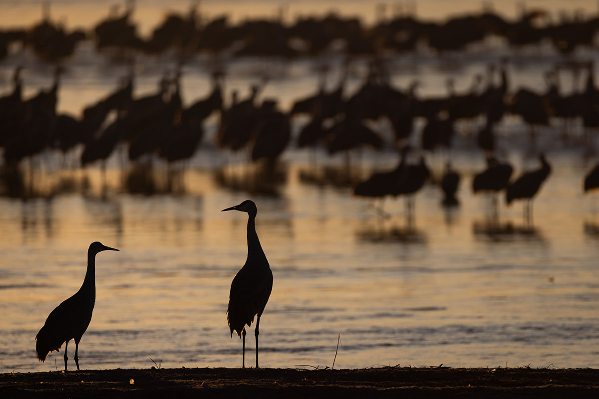 sandhill-cranes-are-descending-on-nebraska