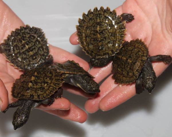 turtle hatchlings