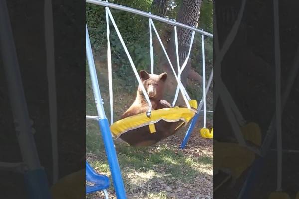 Bear loves to swing