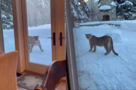 Mountain lion glass windows