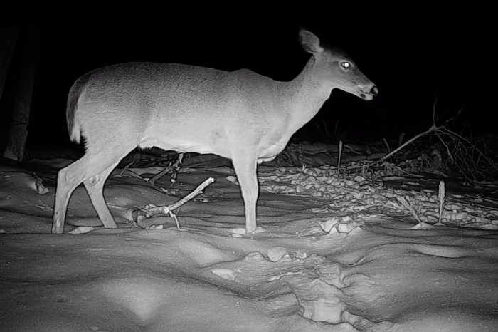 Three-legged deer