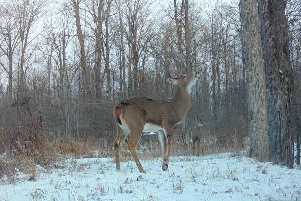 Buck Fractured Leg