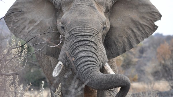 african elephant