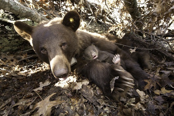 bears waking up from hibernation