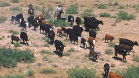 cattle wrangler