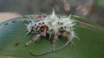 fuzzy beetle