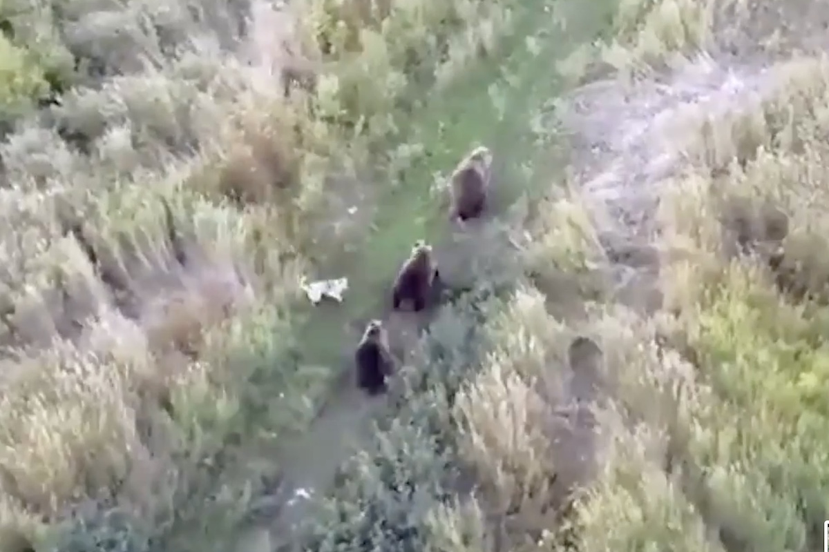 husky Kamchatka brown bears