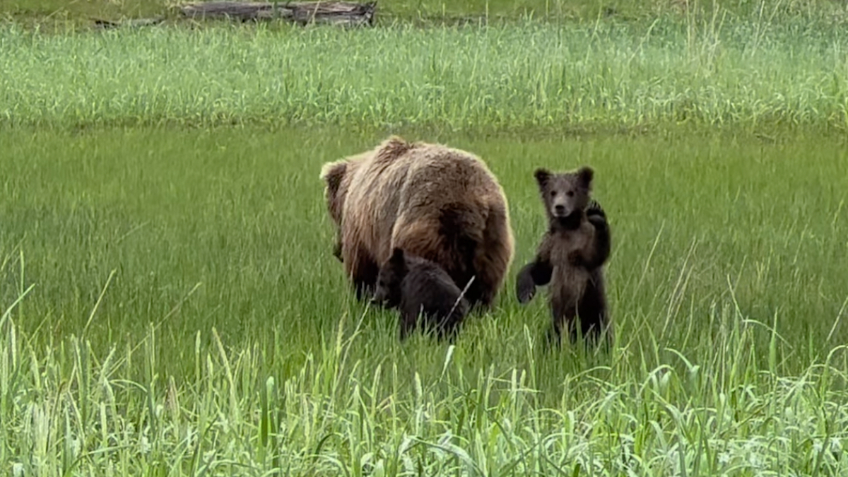 little bear waves