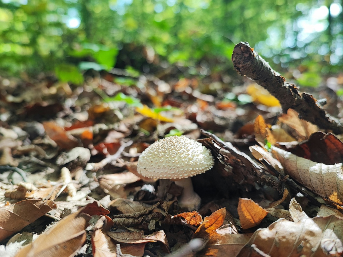 mushroom forager finds skull 2