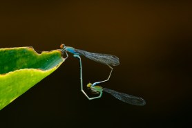 mating dragonflies