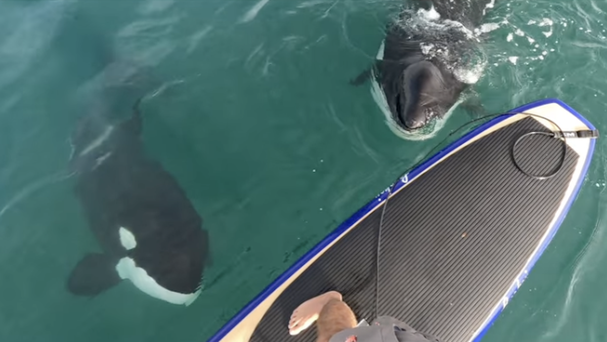 orcas paddle boarder