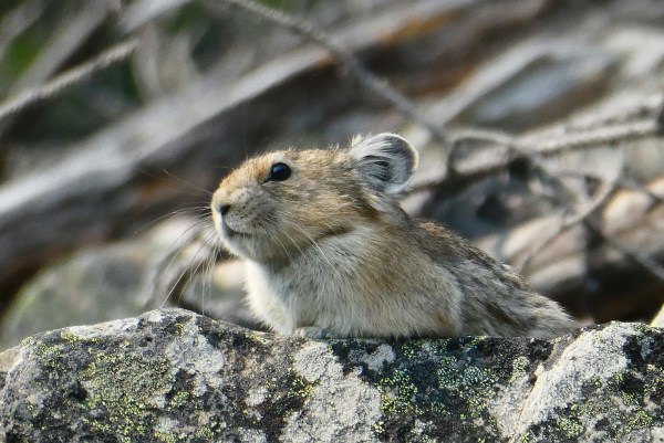 pika