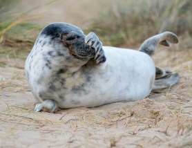 seal sneezes sound like farts