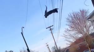 squirrel jumping off courthouse