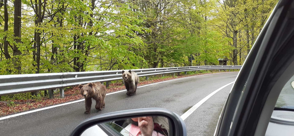 tourist bitten by bear