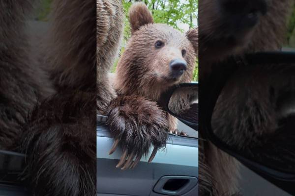 tourist bitten by bear