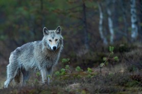 wolf-dog hybrid