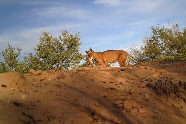 Bobcat rattlesnake