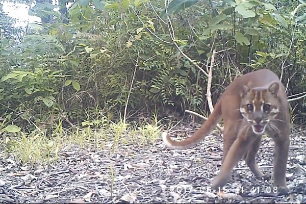 Fire Tiger Footage Sumatra