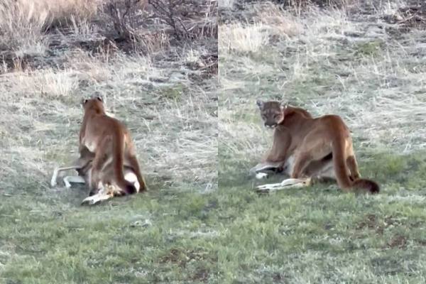 Mountain lion dragging prey