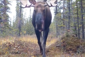 Yukon trail cam