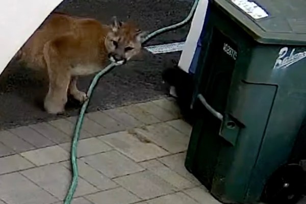 cougar Washington backyard