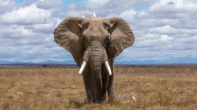 elephant researcher job