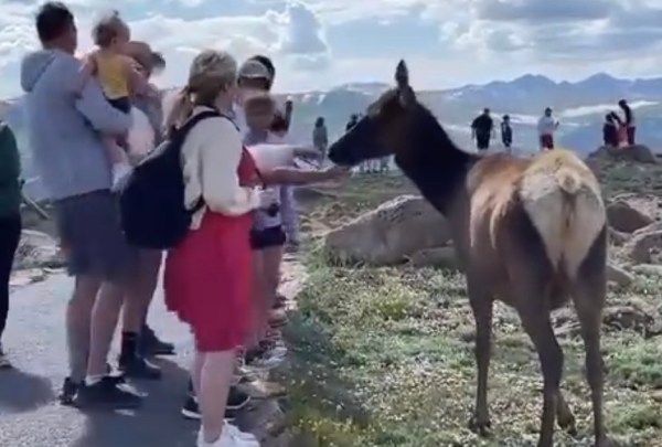 elk bites boy's finger