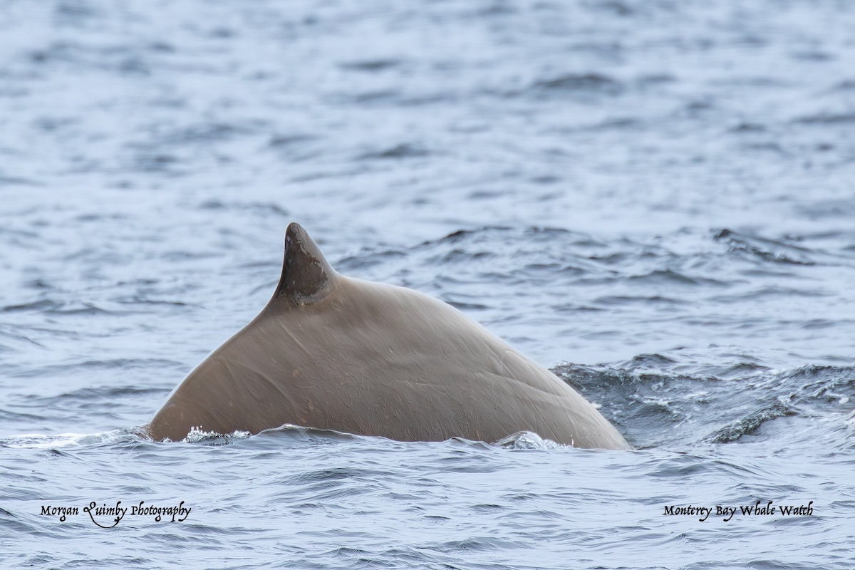 rare whale sighting