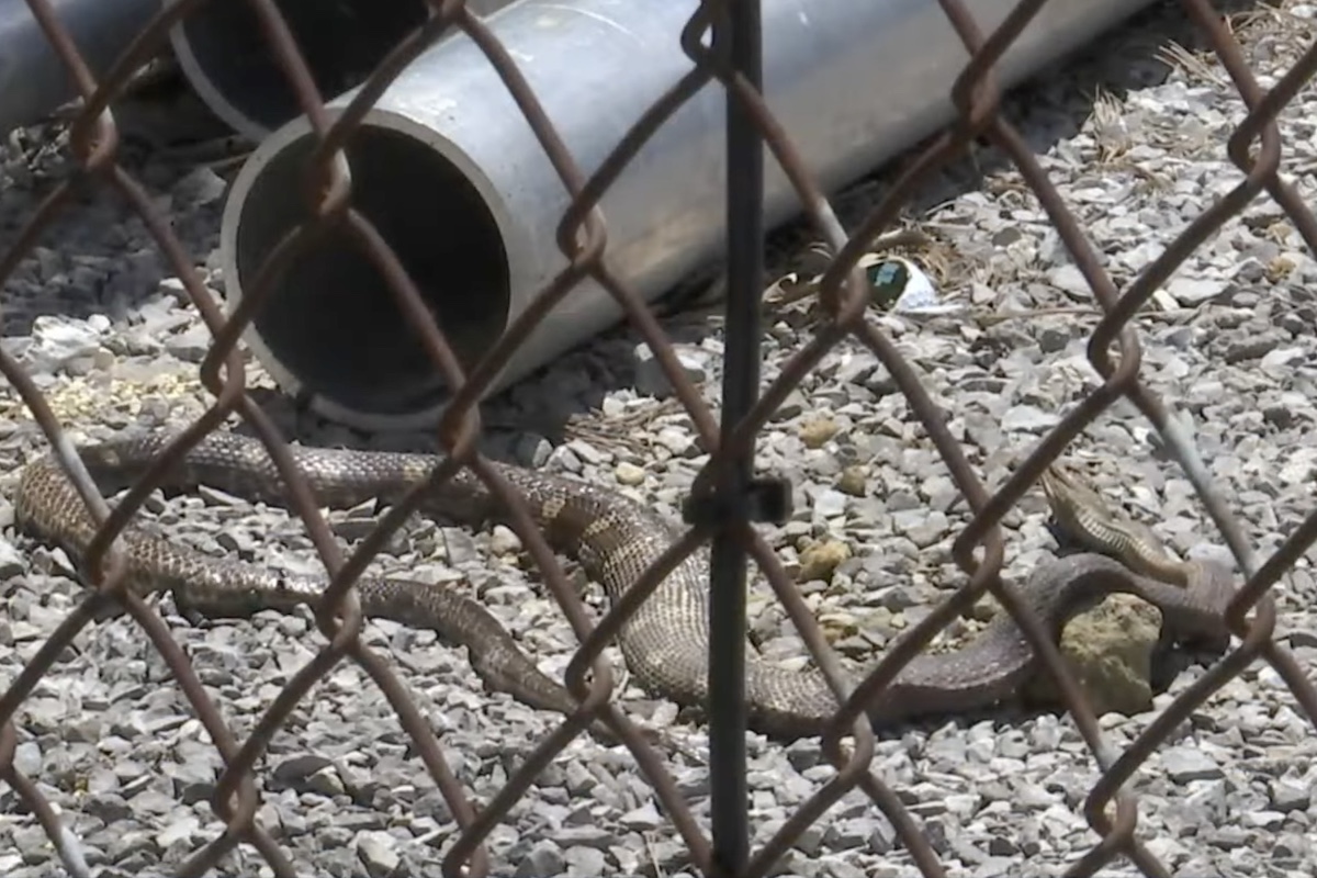 snakes causing power outages in Tennessee