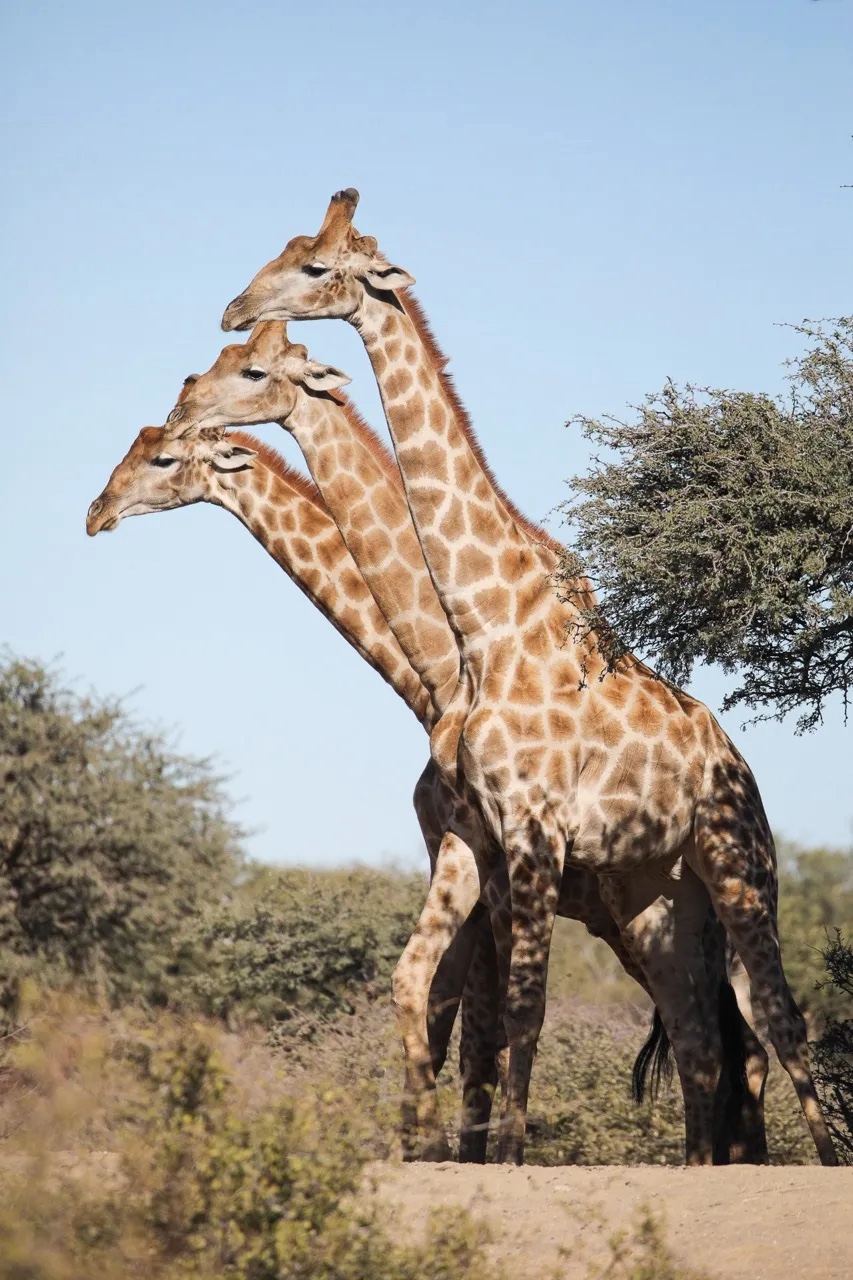 Comedy Wildlife Photography Awards 2024