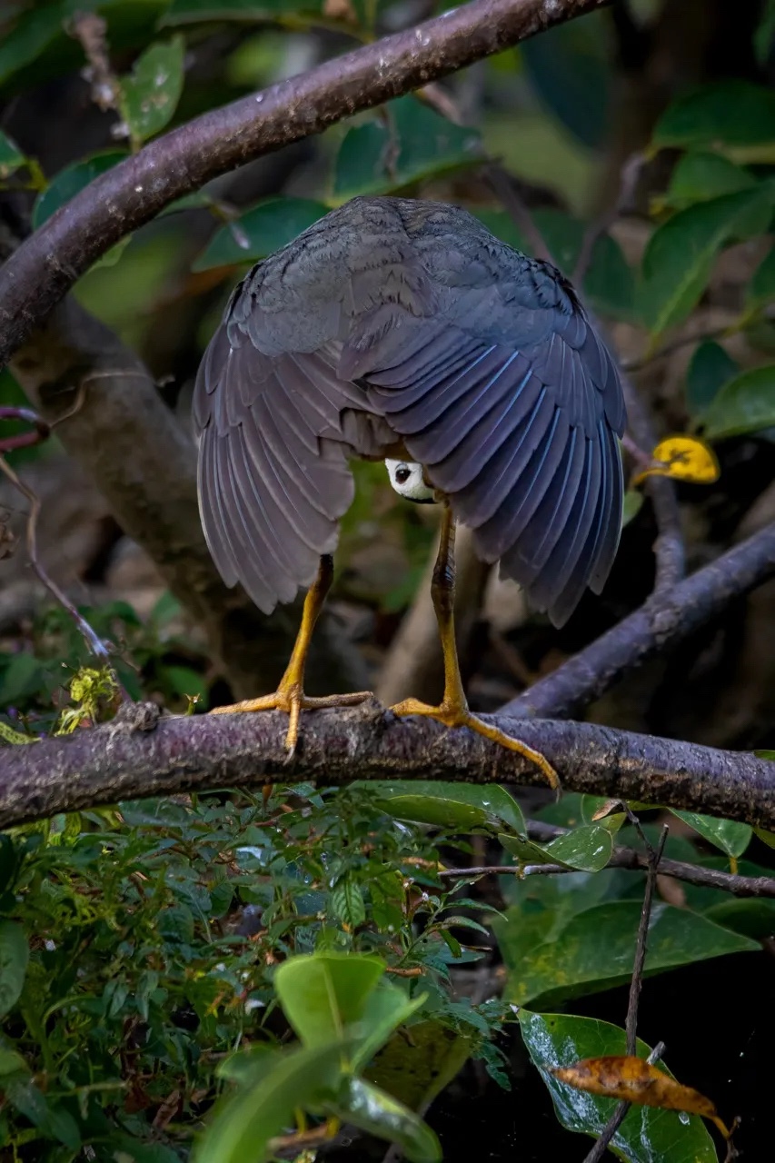 Comedy Wildlife Photography Awards 2024