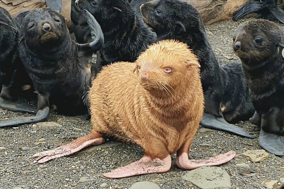 albino fur seal pup