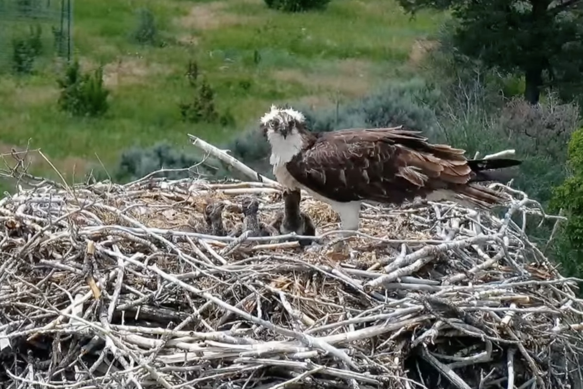 baby osprey live cam