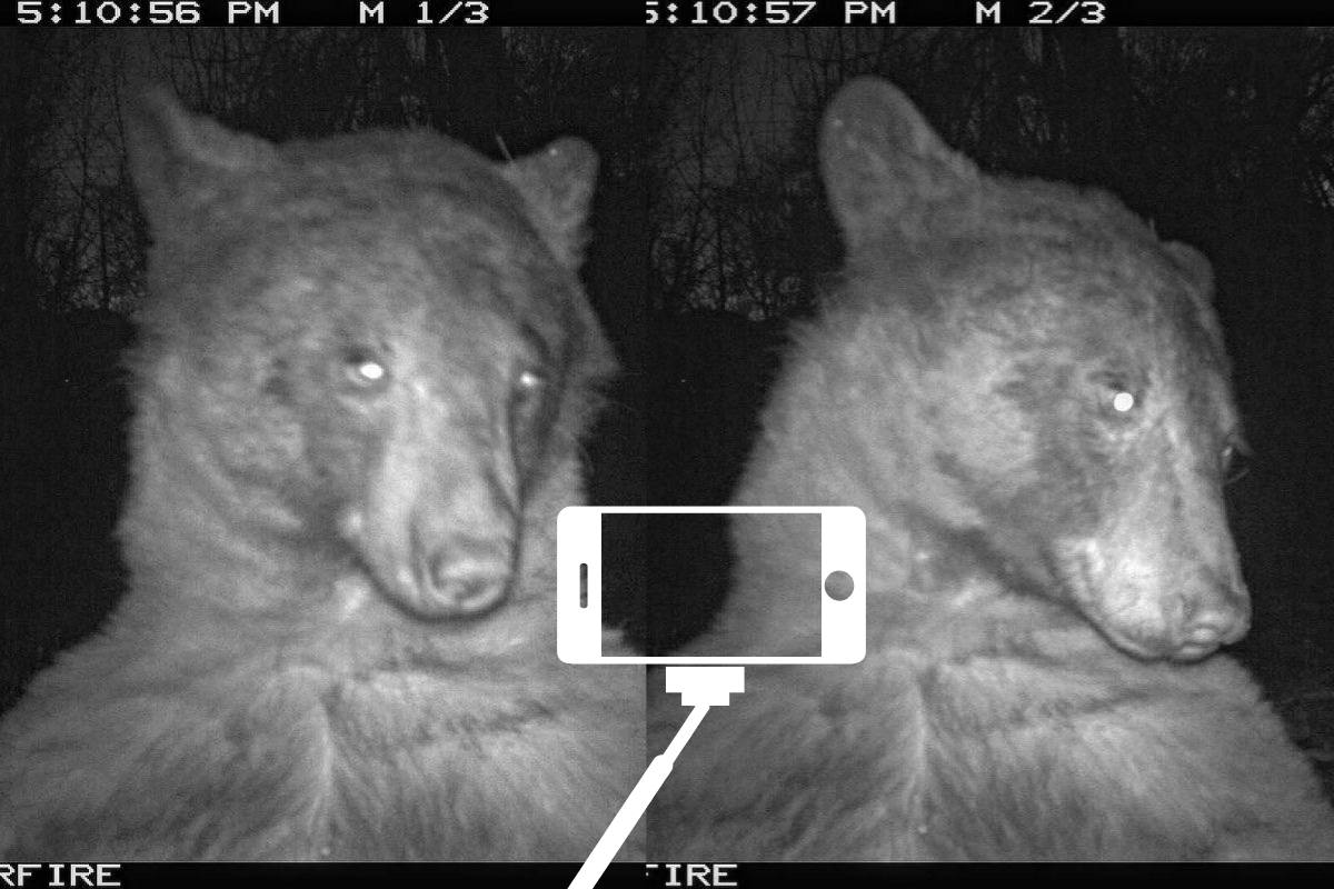 bear selfie