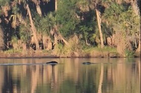 bear vs. two alligators