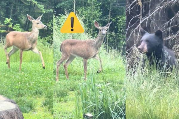 deer warn human about bear