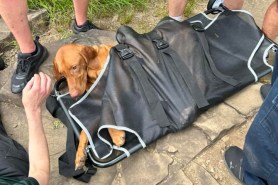 dog bitten by venomous snake