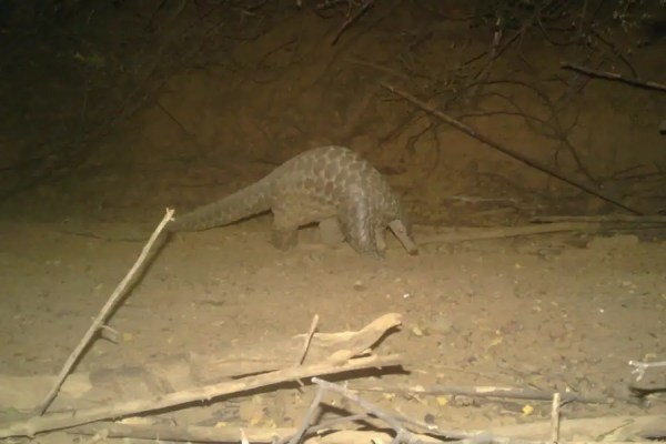 giant pangolin