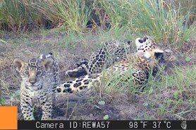 jaguar cubs wrestle on trail cam