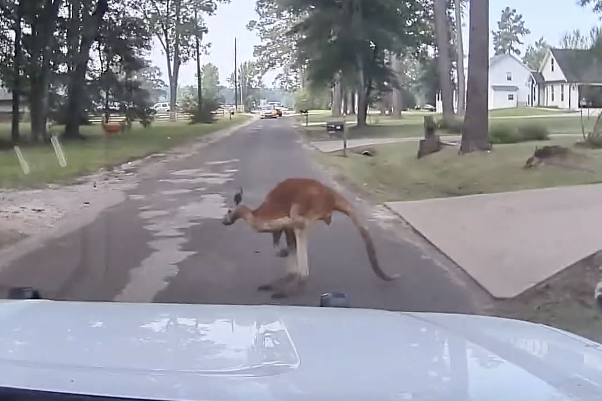 kangaroo in Texas