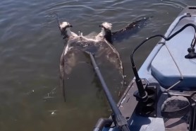 kayaker untangles two ospreys