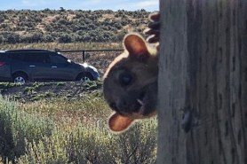 kinkajou in washington